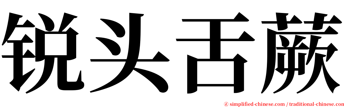 锐头舌蕨 serif font