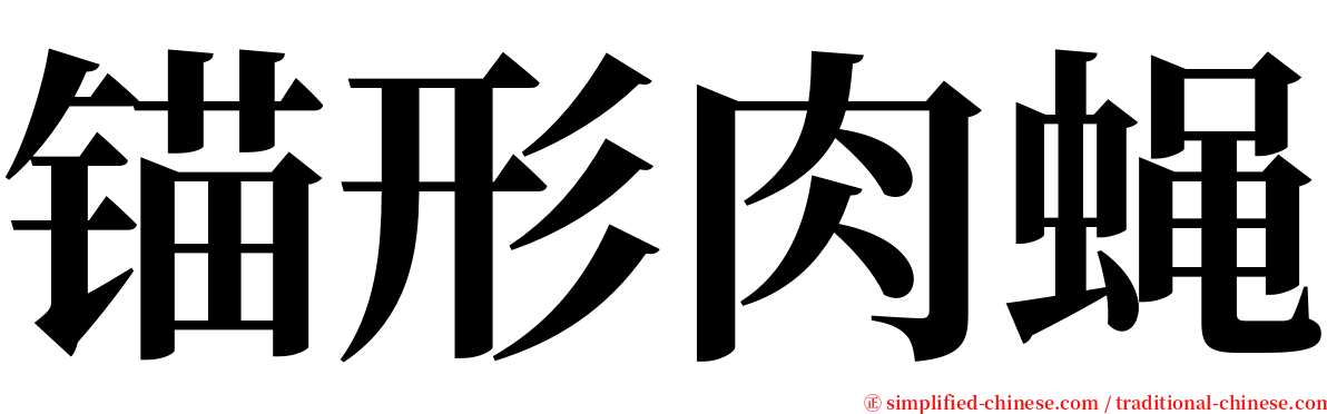 锚形肉蝇 serif font