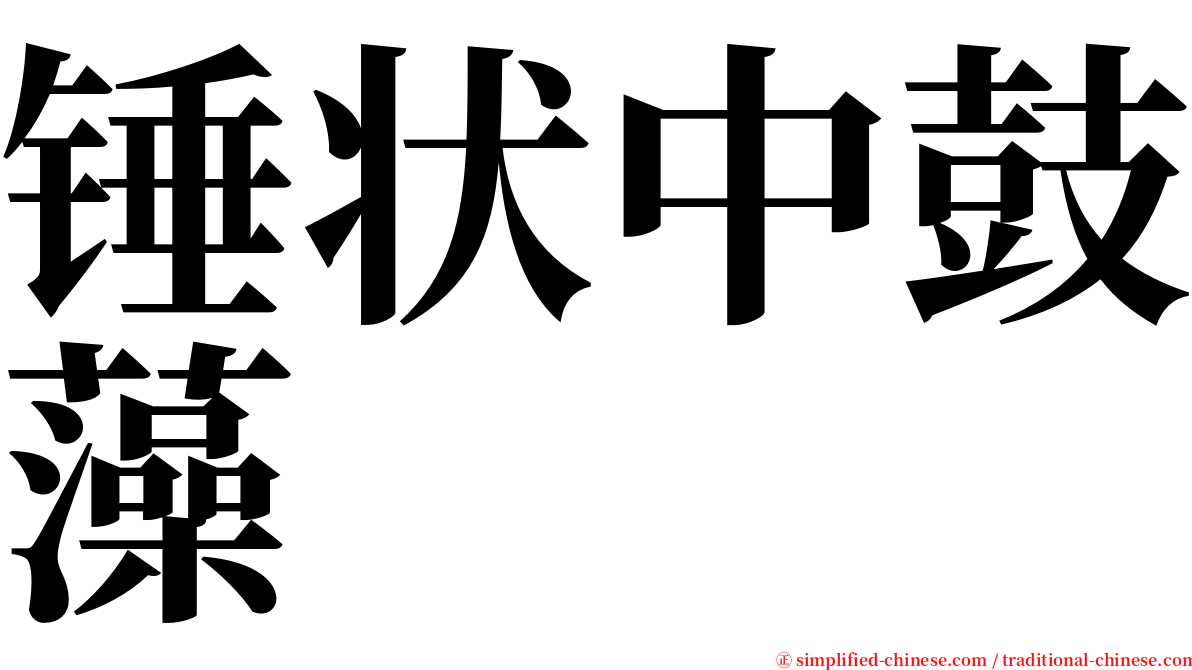 锤状中鼓藻 serif font