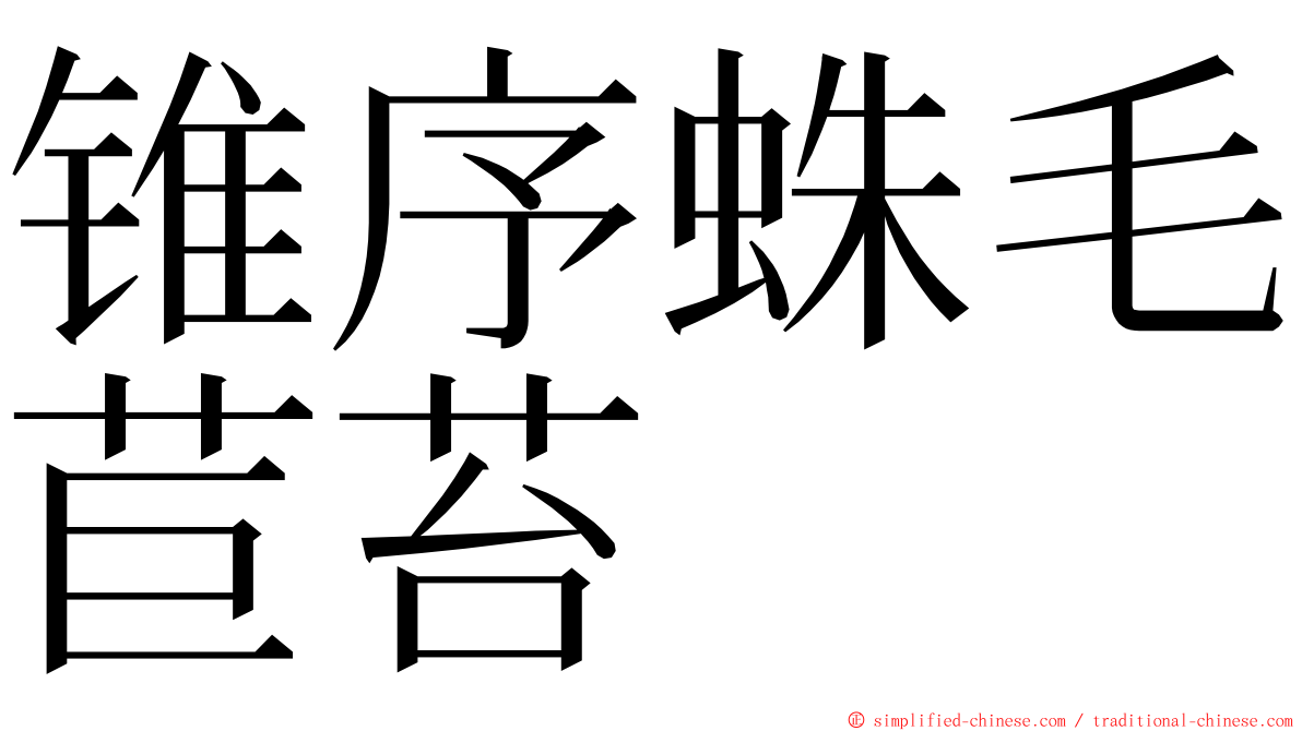 锥序蛛毛苣苔 ming font