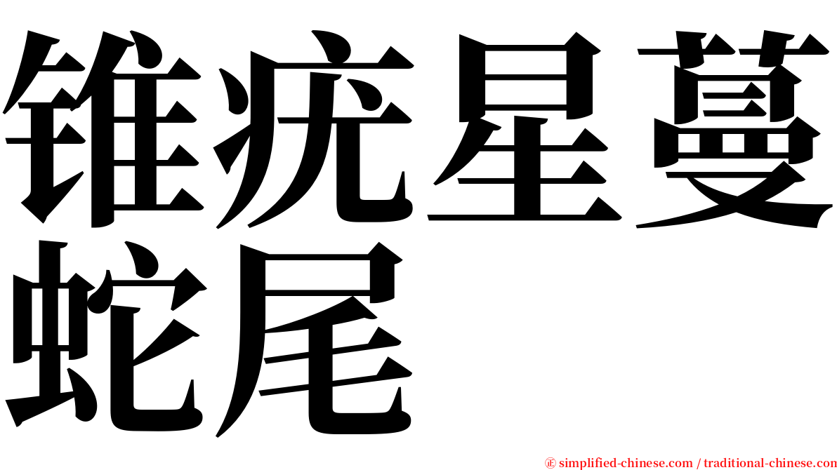 锥疣星蔓蛇尾 serif font