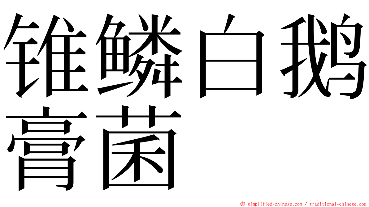 锥鳞白鹅膏菌 ming font