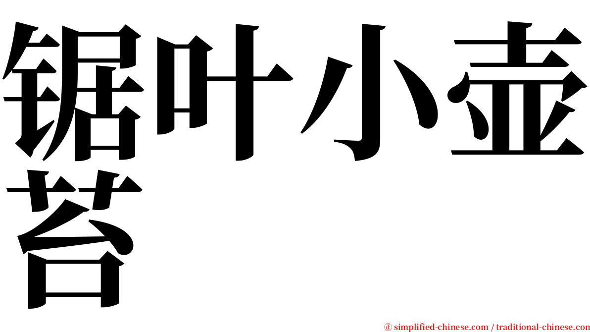 锯叶小壶苔 serif font