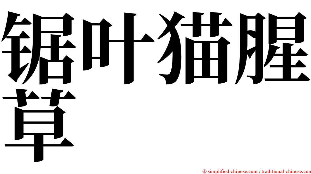 锯叶猫腥草 serif font