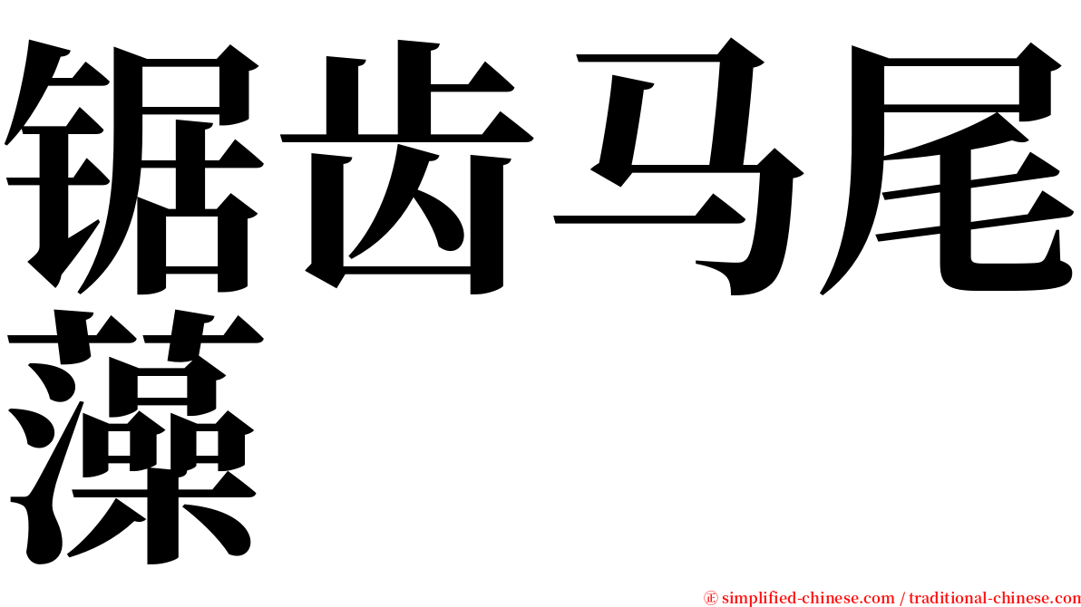 锯齿马尾藻 serif font