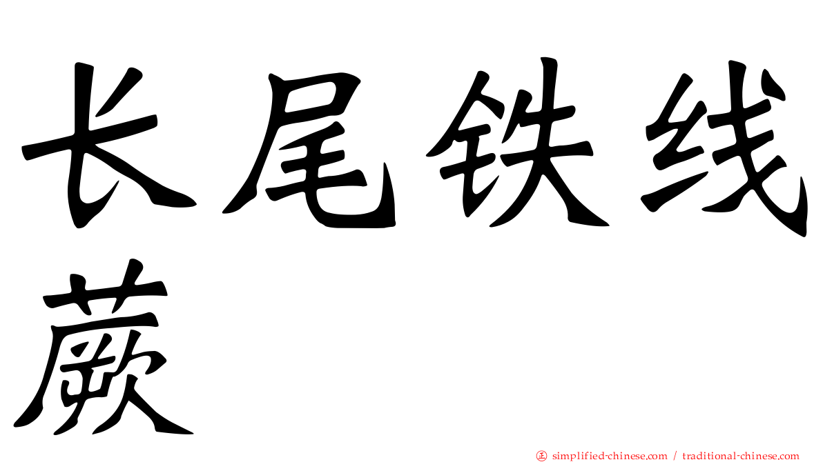 长尾铁线蕨