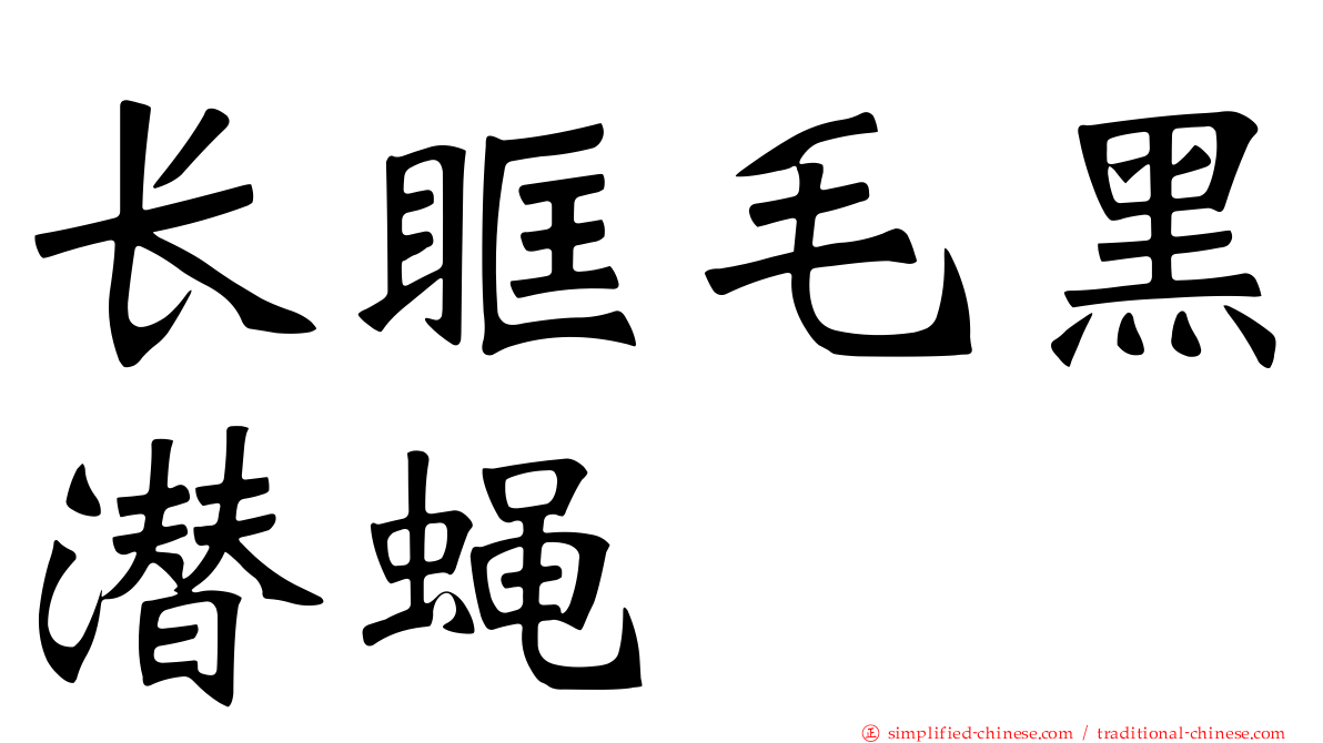 长眶毛黑潜蝇