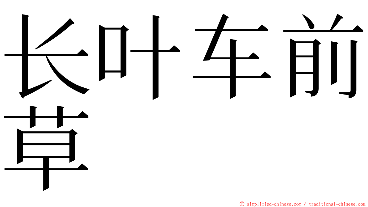 长叶车前草 ming font