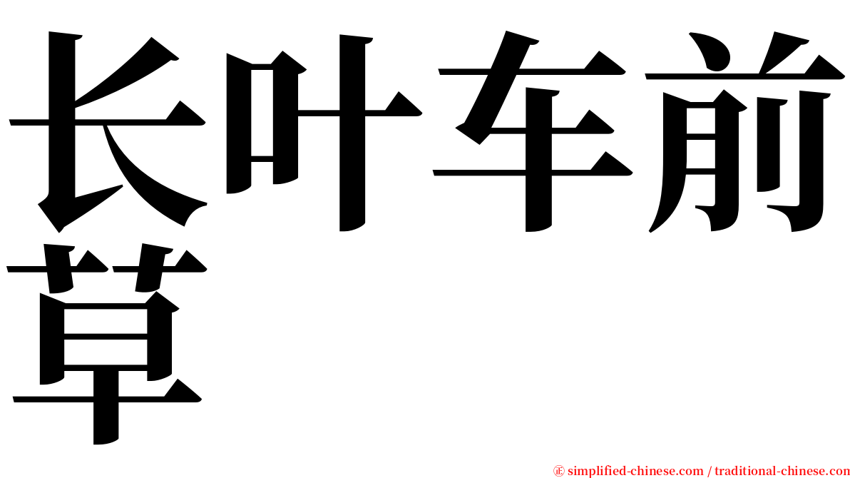 长叶车前草 serif font