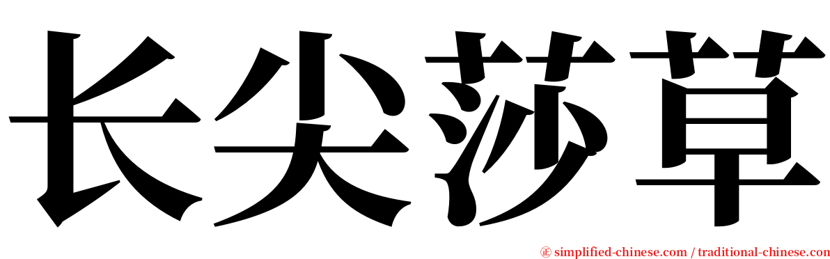 长尖莎草 serif font