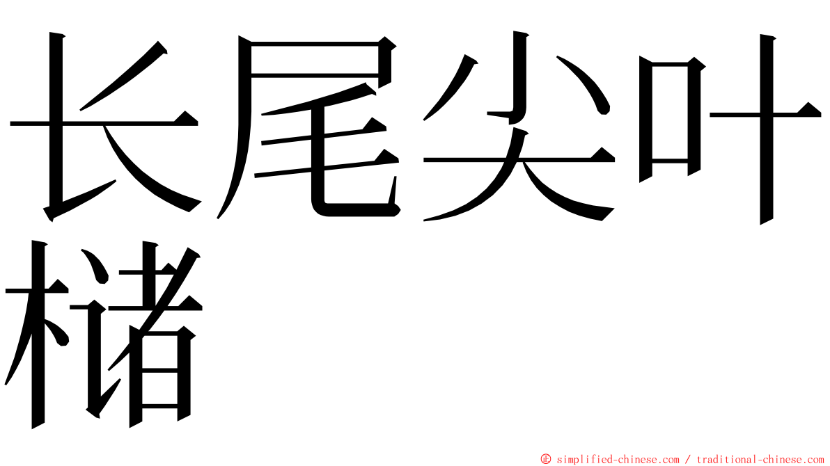 长尾尖叶槠 ming font