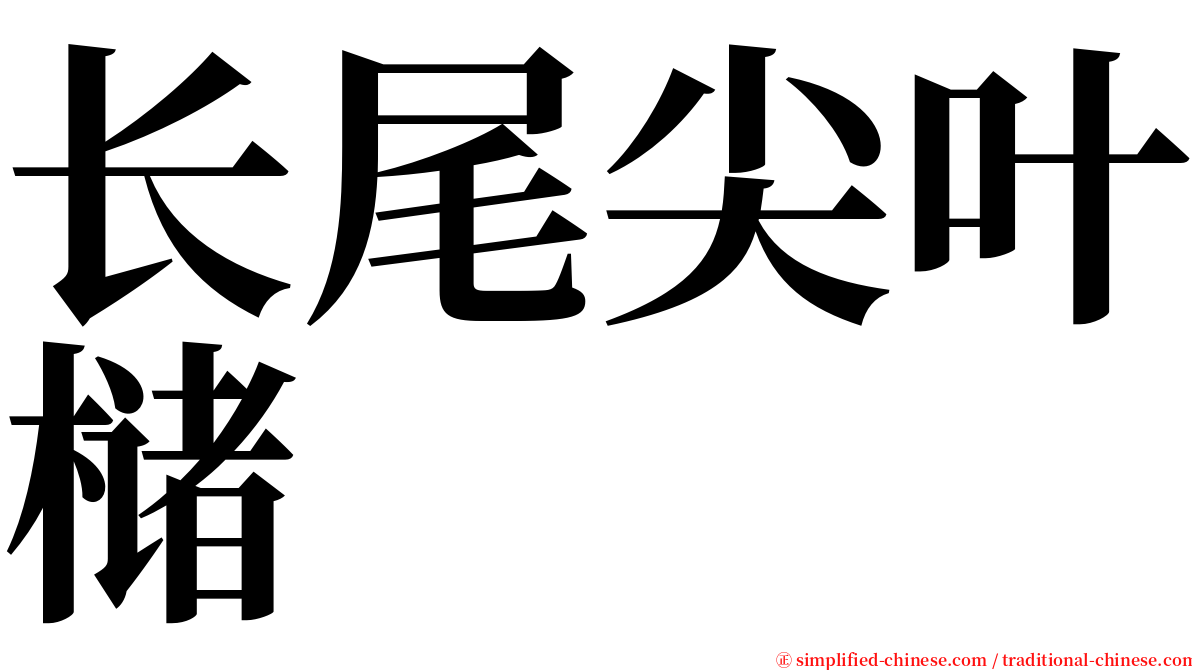 长尾尖叶槠 serif font