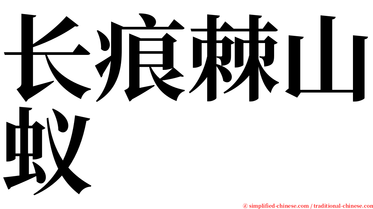 长痕棘山蚁 serif font