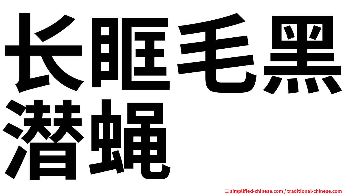 长眶毛黑潜蝇