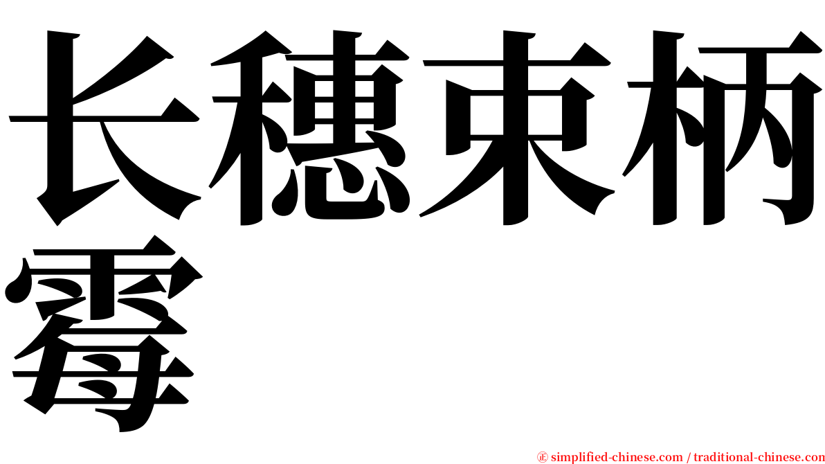 长穗束柄霉 serif font