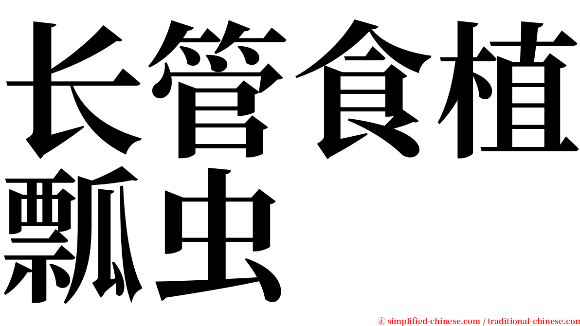 长管食植瓢虫 serif font