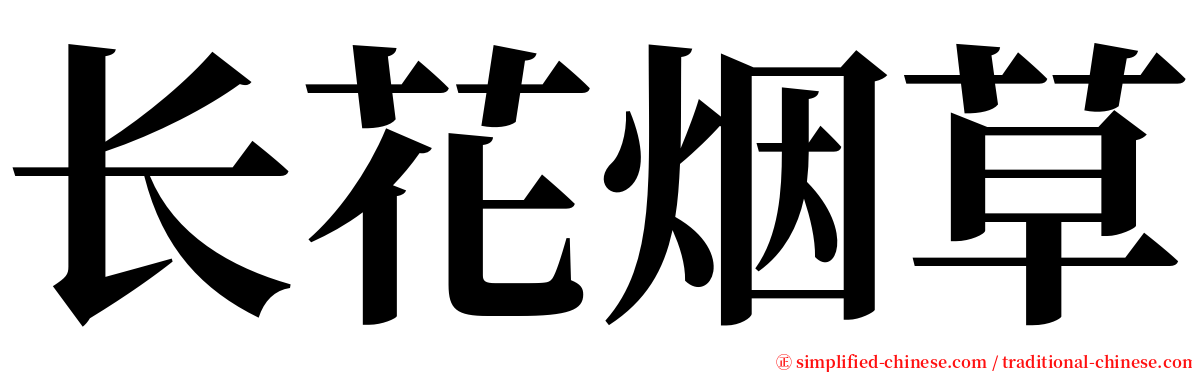 长花烟草 serif font