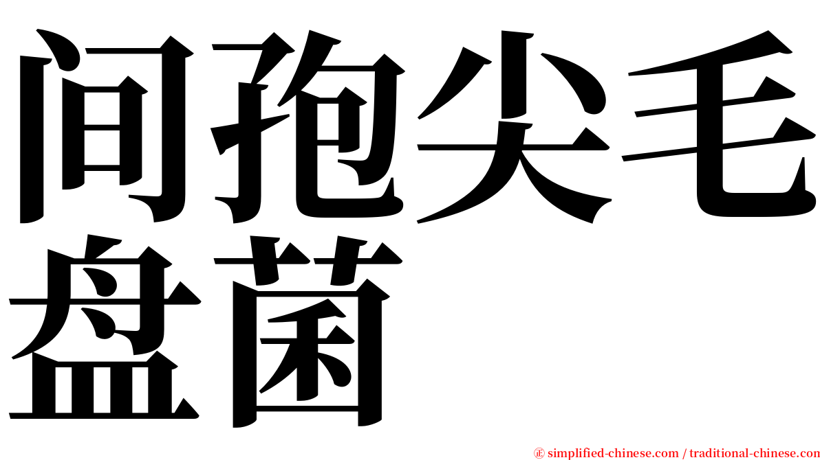 间孢尖毛盘菌 serif font