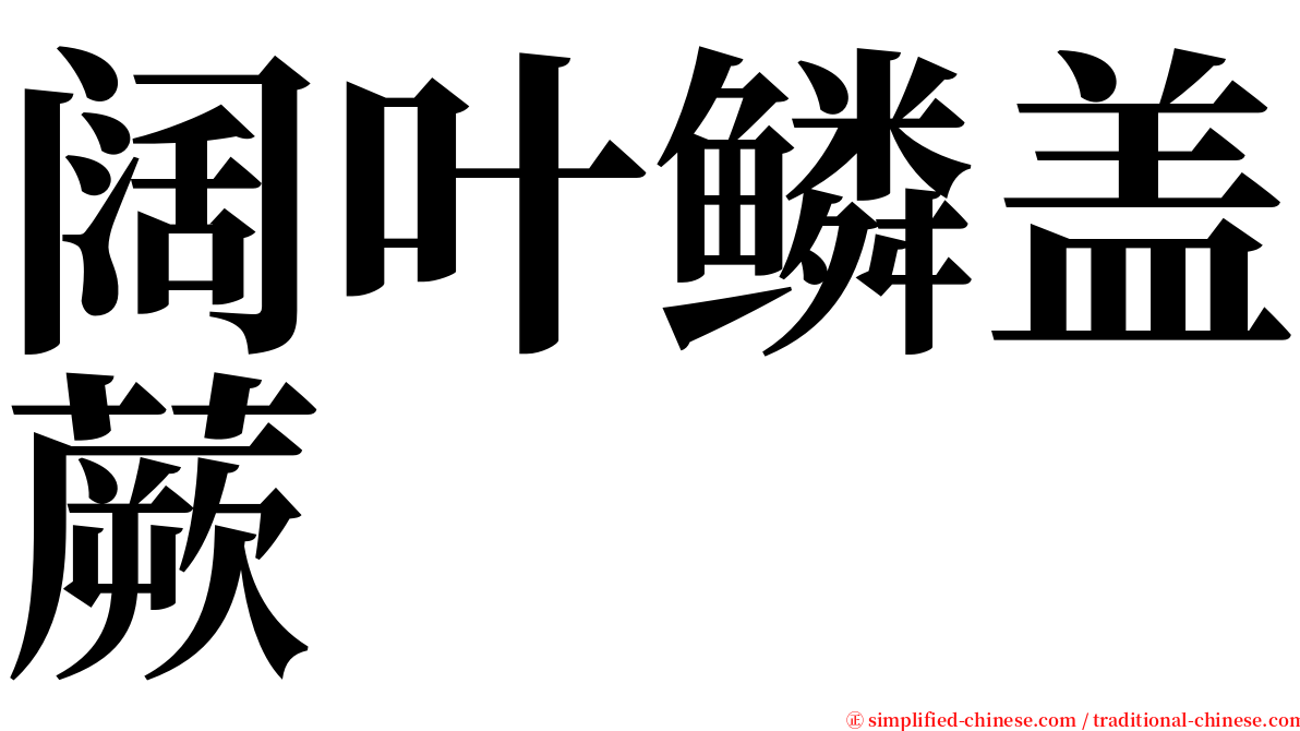 阔叶鳞盖蕨 serif font