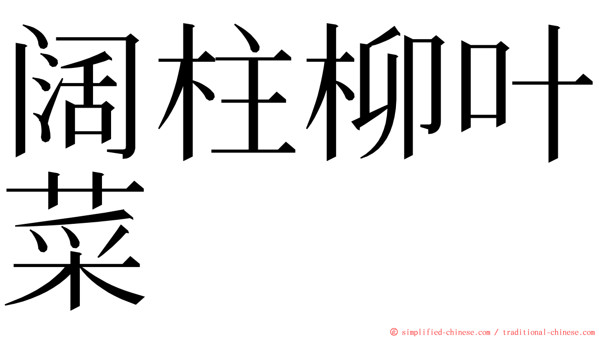 阔柱柳叶菜 ming font