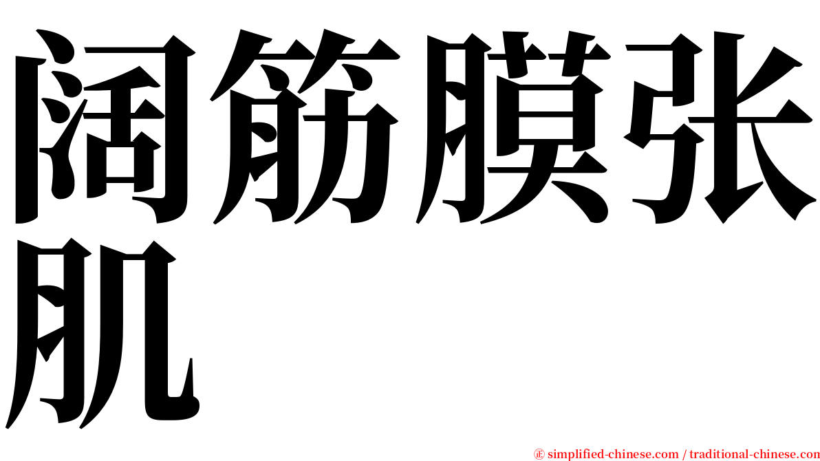 阔筋膜张肌 serif font