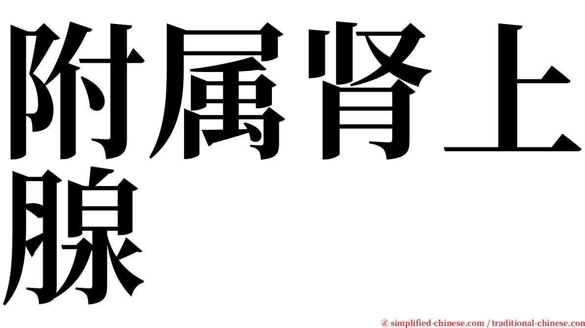 附属肾上腺 serif font