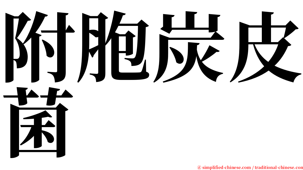 附胞炭皮菌 serif font