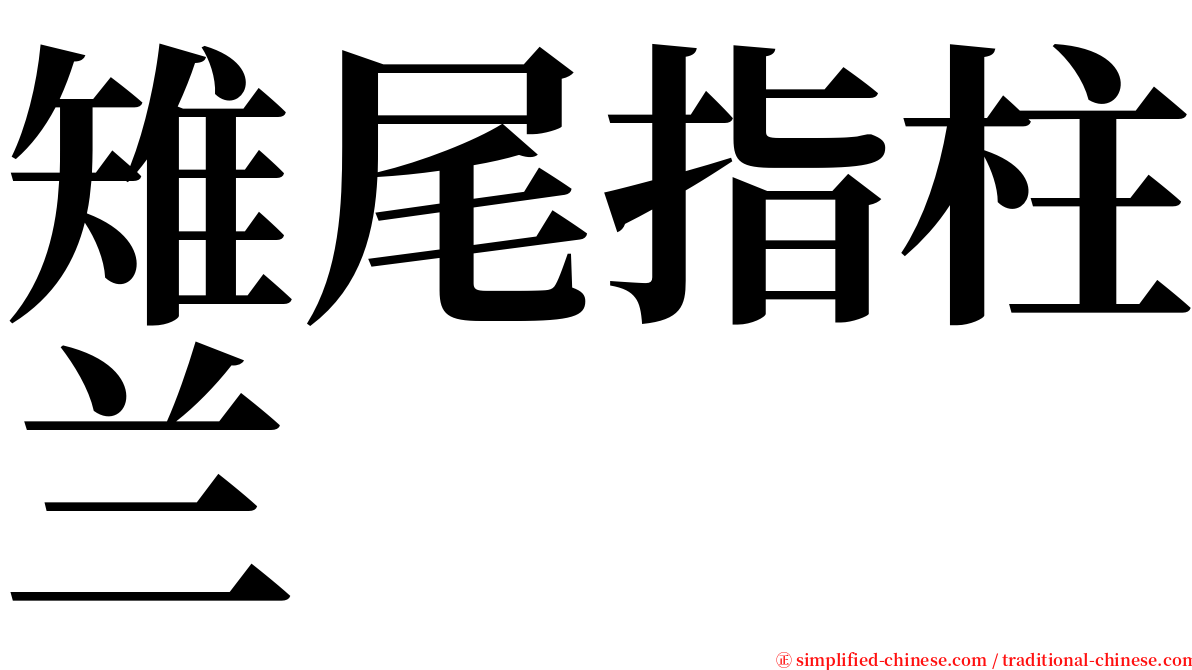 雉尾指柱兰 serif font