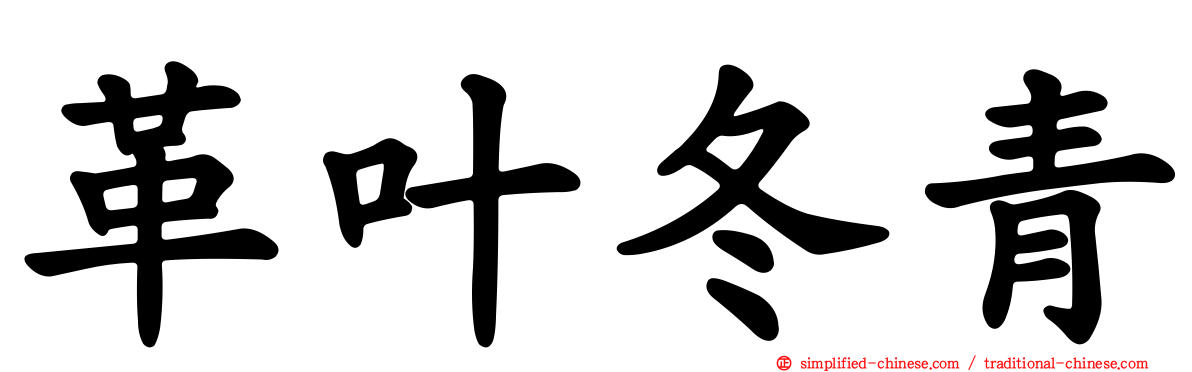 革叶冬青