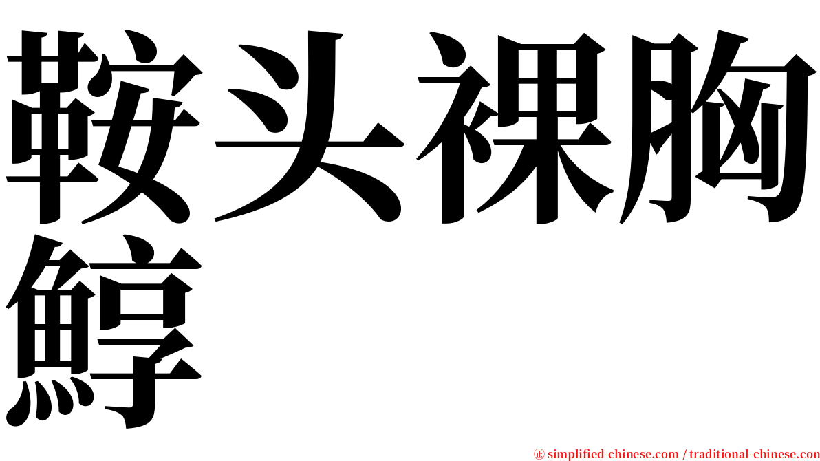 鞍头裸胸鯙 serif font