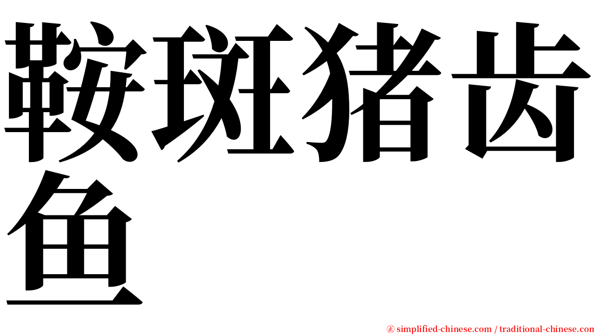 鞍斑猪齿鱼 serif font