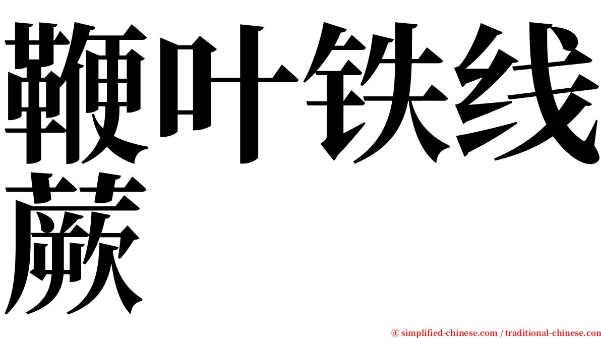 鞭叶铁线蕨 serif font