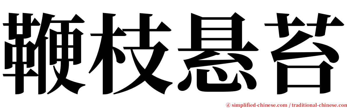 鞭枝悬苔 serif font