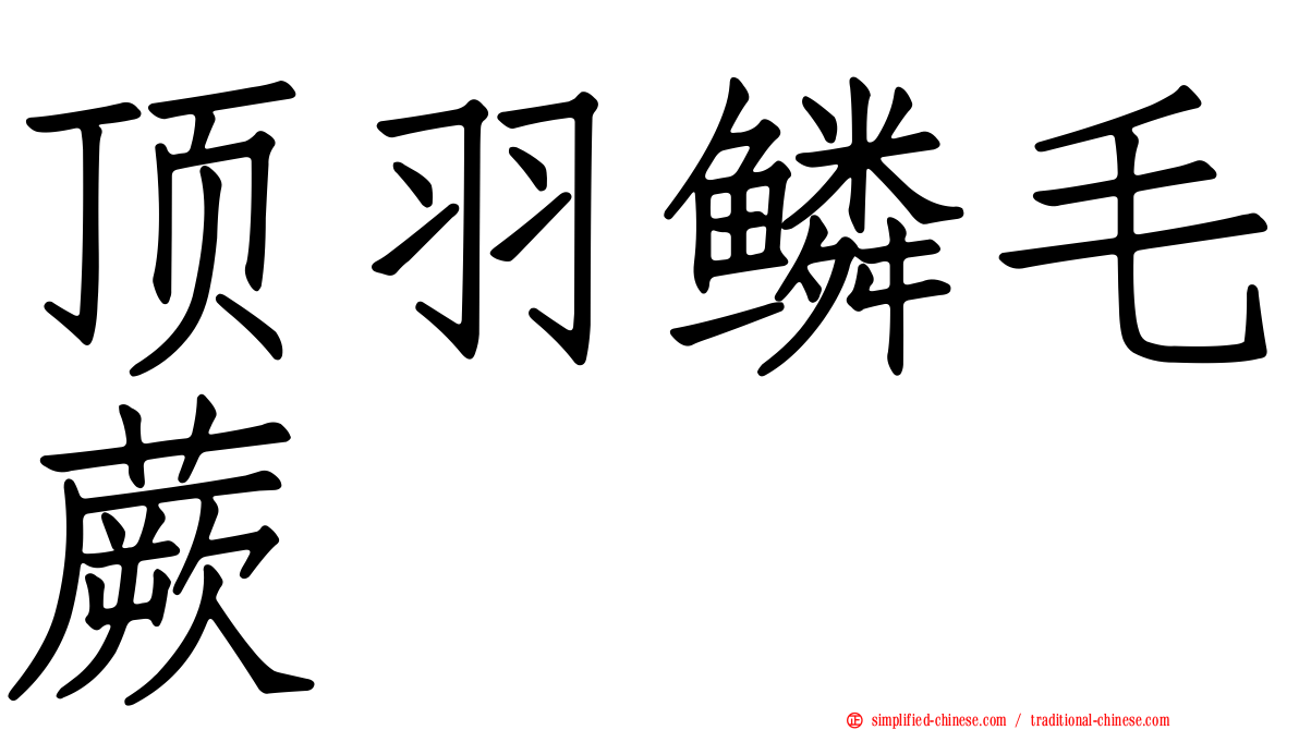 顶羽鳞毛蕨