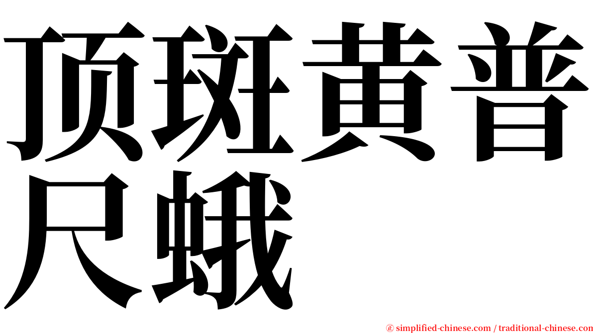 顶斑黄普尺蛾 serif font