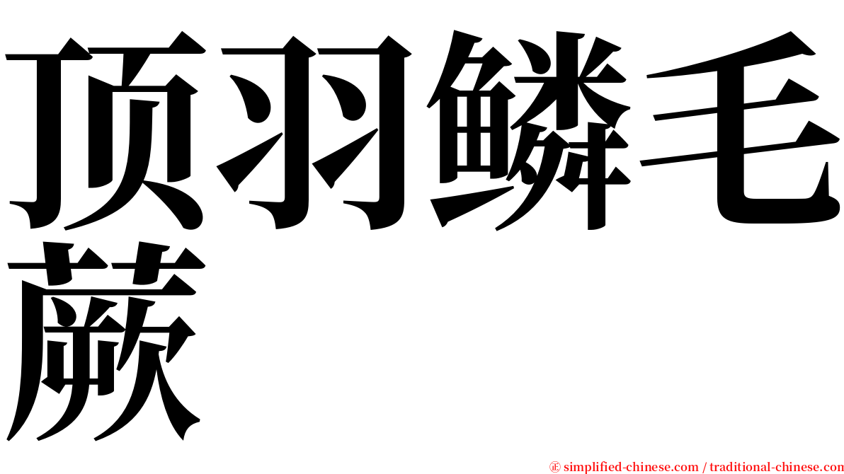 顶羽鳞毛蕨 serif font