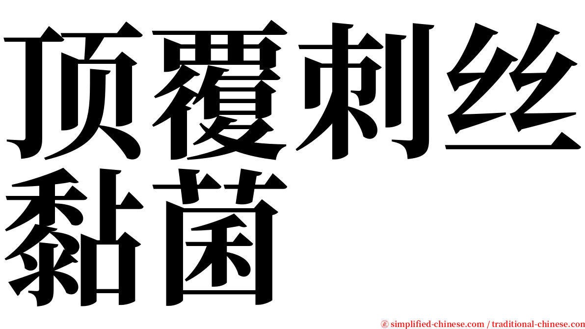 顶覆刺丝黏菌 serif font