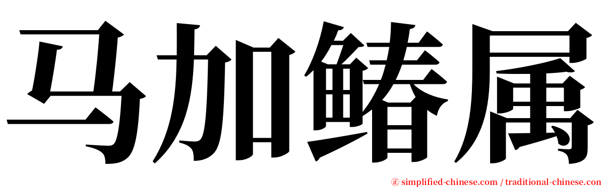 马加䲠属 serif font