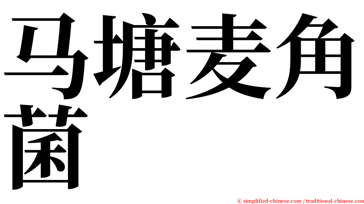 马塘麦角菌 serif font