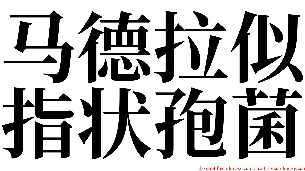 马德拉似指状孢菌 serif font