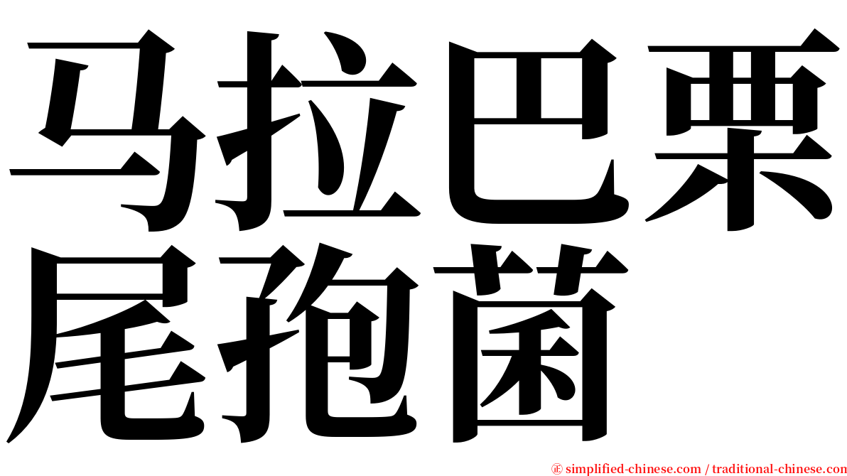 马拉巴栗尾孢菌 serif font