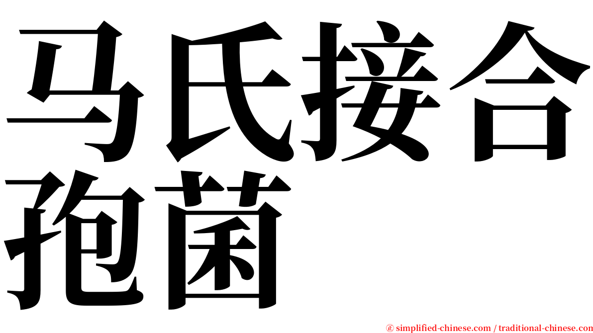 马氏接合孢菌 serif font