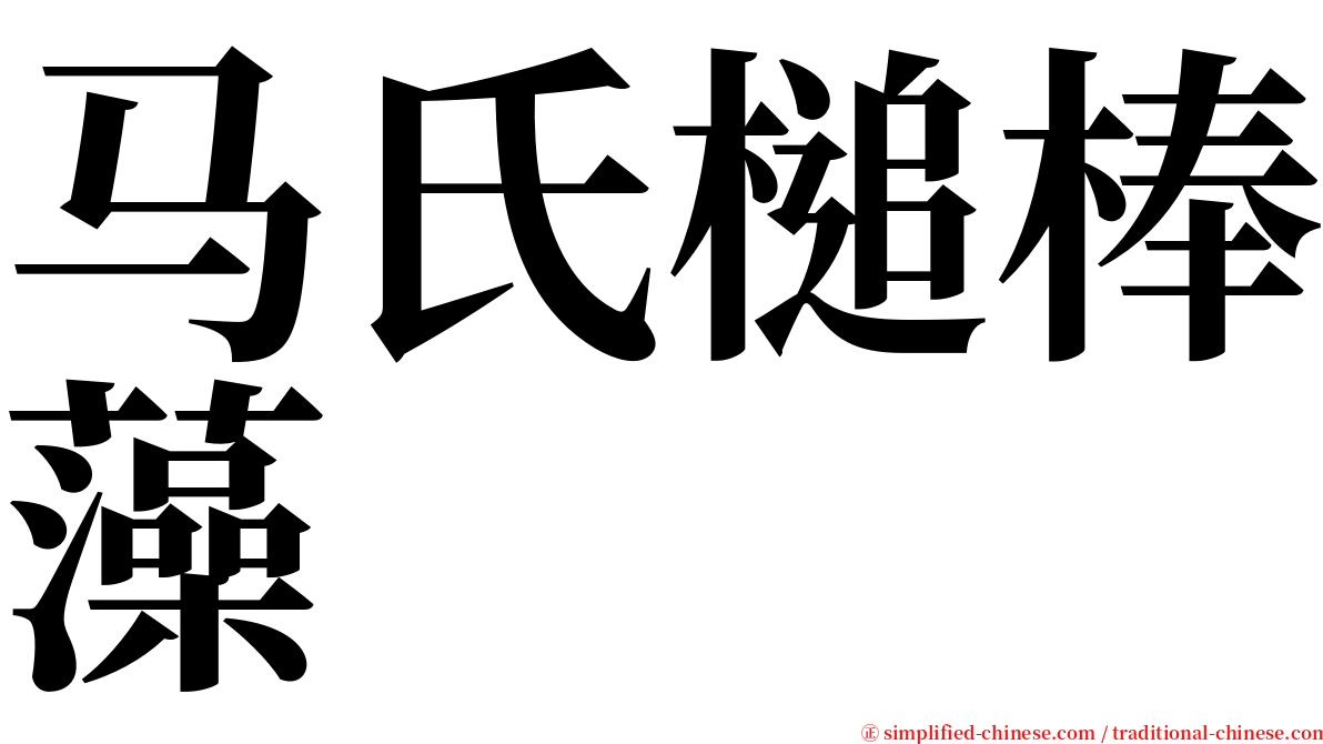 马氏槌棒藻 serif font