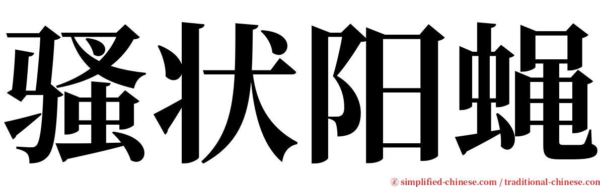 骚状阳蝇 serif font