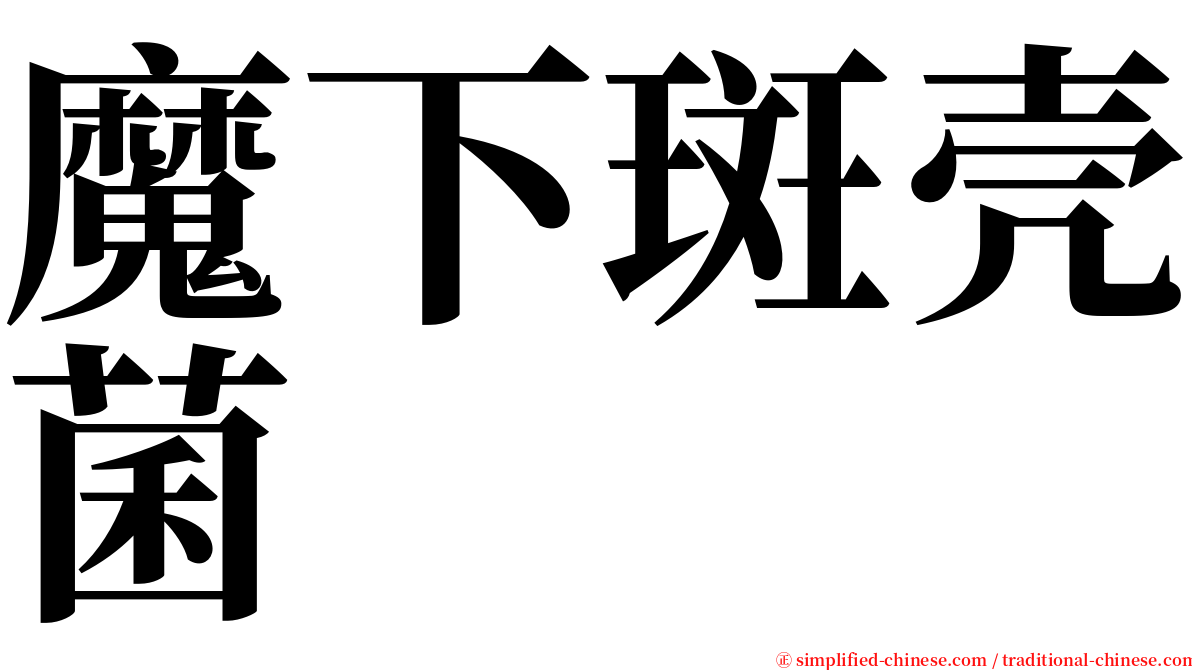 魔下斑壳菌 serif font