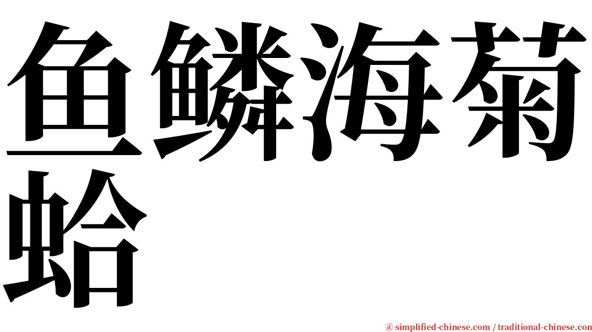 鱼鳞海菊蛤 serif font