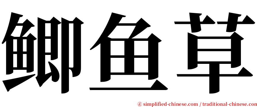 鲫鱼草 serif font