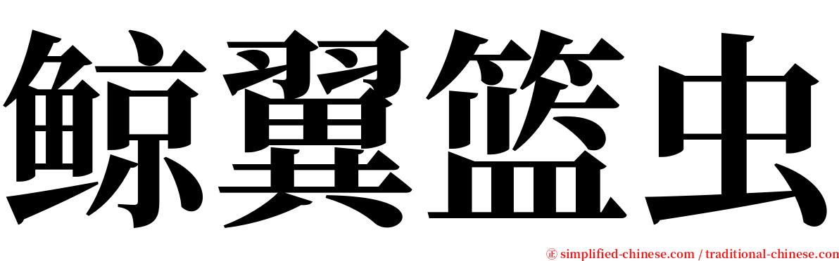 鲸翼篮虫 serif font