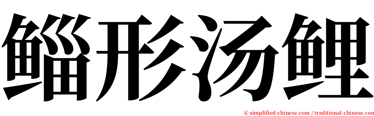 鲻形汤鲤 serif font