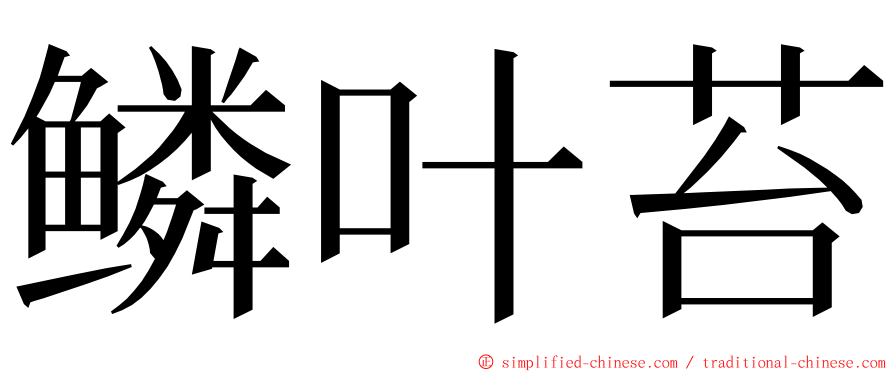 鳞叶苔 ming font